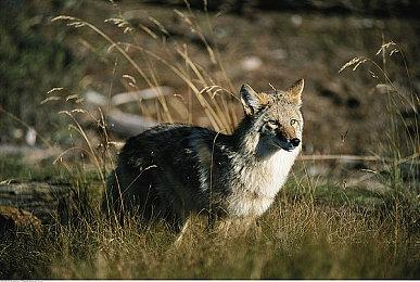 国民级统治力！日本实体游戏畅销前三全是任天堂